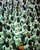 501st Group Photo